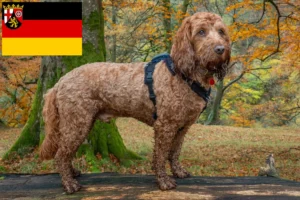 Read more about the article Cockapoo-opdrættere og hvalpe i Rheinland-Pfalz