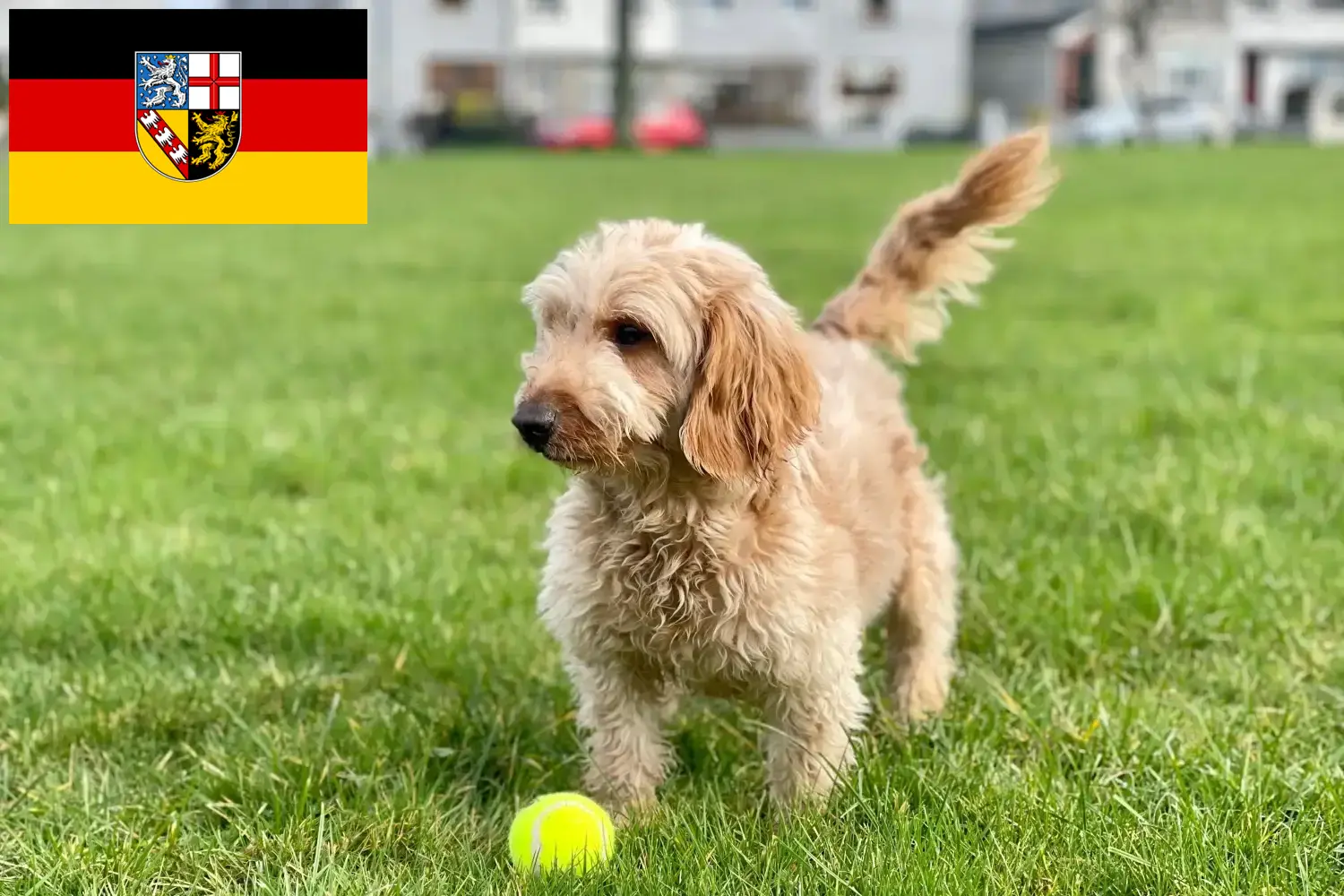 Read more about the article Cockapoo-opdrættere og hvalpe i Saarland