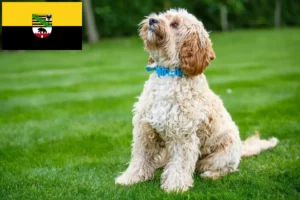 Read more about the article Cockapoo-opdrættere og hvalpe i Sachsen-Anhalt