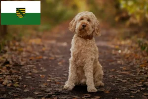 Read more about the article Cockapoo-opdrættere og hvalpe i Sachsen