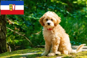 Read more about the article Cockapoo-opdrættere og -hvalpe i Slesvig-Holsten