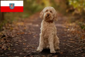 Read more about the article Cockapoo-opdrættere og hvalpe i Thüringen
