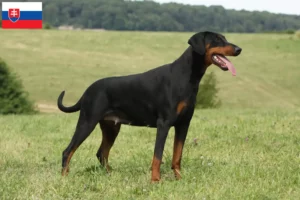 Read more about the article Dobermann-opdrættere og hvalpe i Slovakiet