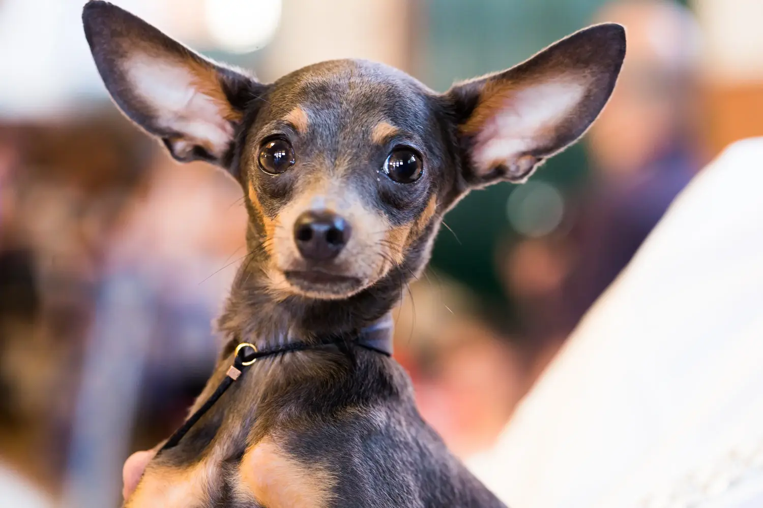At købe en engelsk toy terrier-hvalp betyder at tage ansvar! Køb engelsk toy terrier hvalpe.