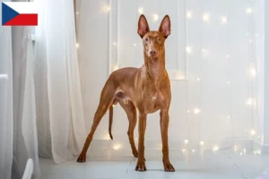 Read more about the article Faraohundeopdrættere og hvalpe i Tjekkiet