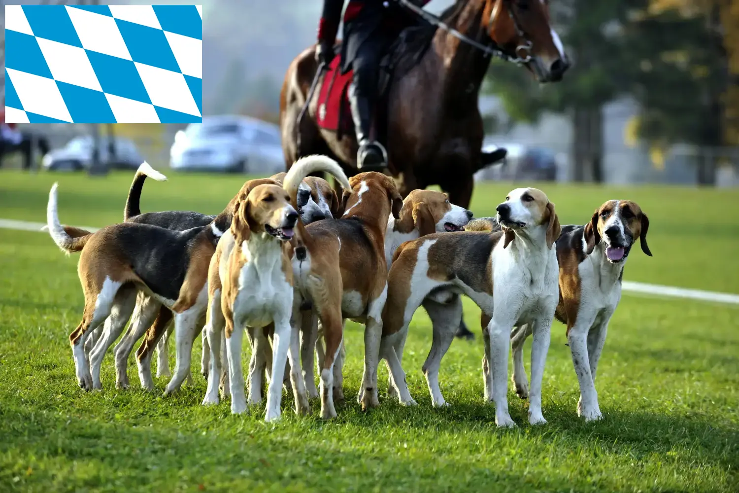 Read more about the article Opdrættere af franske hunde og hvalpe i Bayern