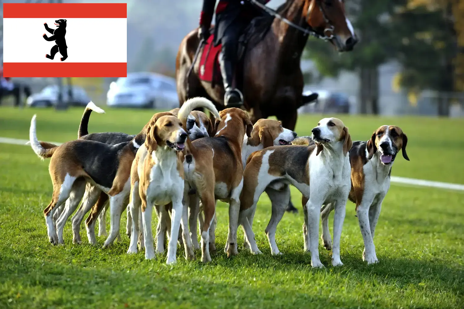 Read more about the article Fransk hundeopdrætter og hvalpe i Berlin