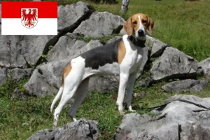 Read more about the article Opdrættere af franske hunde og hvalpe i Brandenburg
