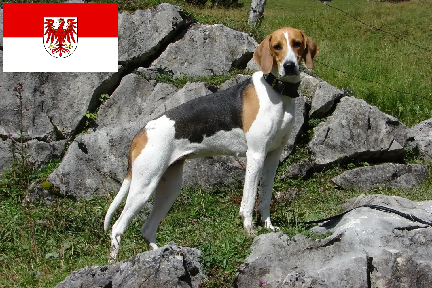 Read more about the article Opdrættere af franske hunde og hvalpe i Brandenburg