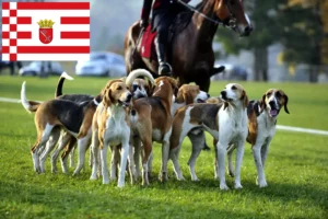 Read more about the article Fransk hundeopdrætter og hvalpe i Bremen