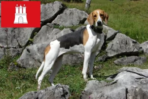 Read more about the article Fransk hundeopdrætter og hvalpe i Hamborg