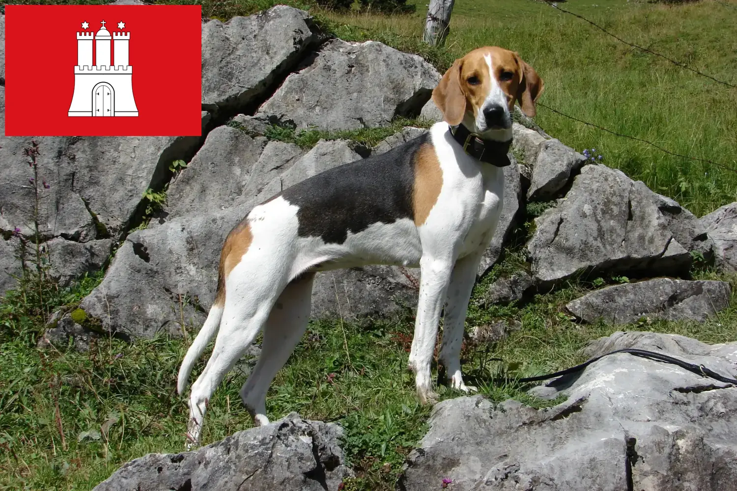 Read more about the article Fransk hundeopdrætter og hvalpe i Hamborg