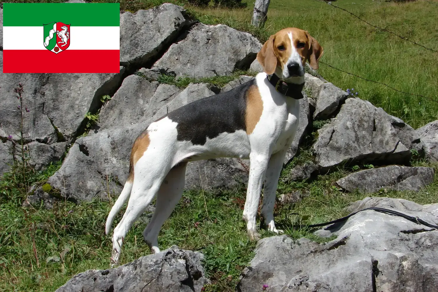 Franske hundehvalpe og opdrættere Nordrhein-Westfalen Her kan du finde opdrættere af fransk mynde i Nordrhein-Westfalen.