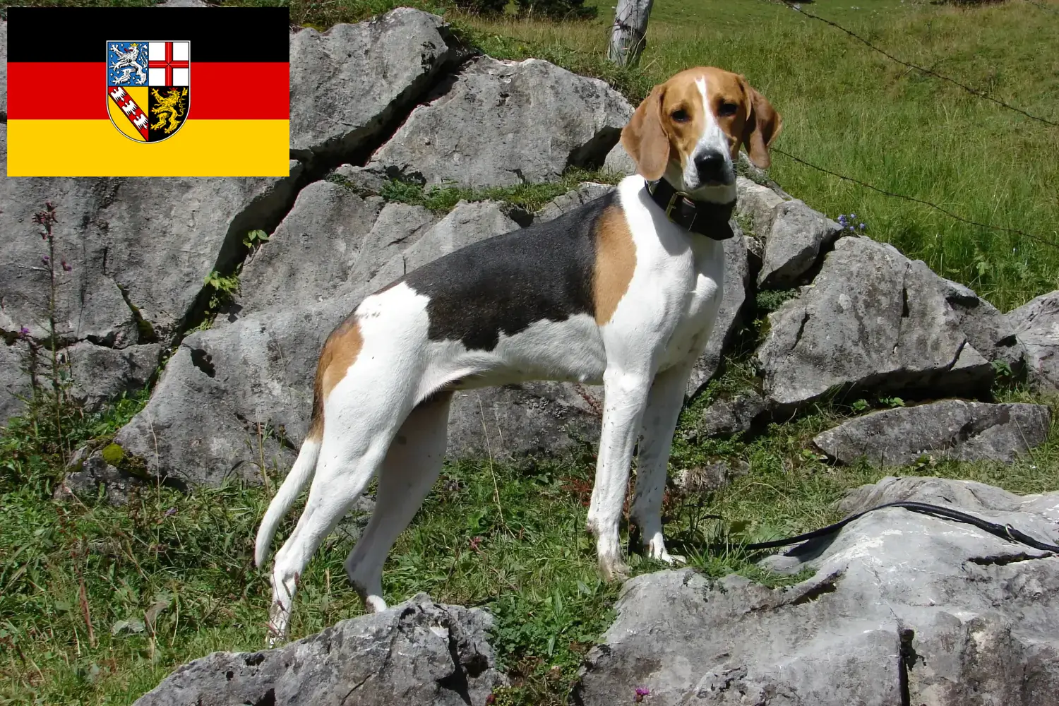 Read more about the article Fransk hundeopdrætter og hvalpe i Saarland