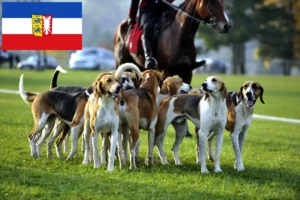 Read more about the article Opdrættere af franske hunde og hvalpe i Slesvig-Holsten