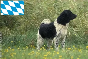 Read more about the article Opdrættere og hvalpe af frisisk vandhund i Bayern