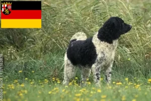 Read more about the article Frisian Water Dog opdrættere og hvalpe i Rheinland-Pfalz