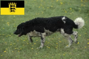 Read more about the article Frisian Water Dog opdrættere og hvalpe i Baden-Württemberg