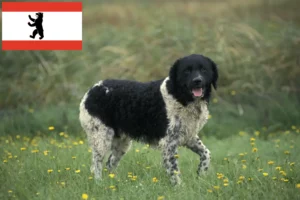Read more about the article Frisisk vandhundeopdrætter og hvalpe i Berlin