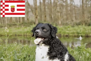 Read more about the article Frisisk vandhundeopdrætter og hvalpe i Bremen