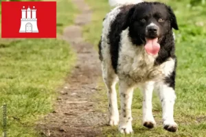 Read more about the article Frisisk vandhundeopdrætter og hvalpe i Hamborg
