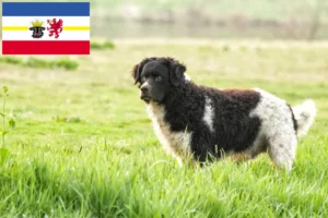 Read more about the article Frisian Water Dog opdrættere og hvalpe i Mecklenburg-Vorpommern