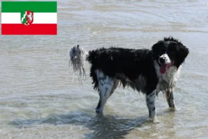 Read more about the article Frisian Water Dog opdrættere og hvalpe i Nordrhein-Westfalen