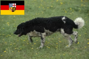 Read more about the article Frisian Water Dog opdrættere og hvalpe i Saarland