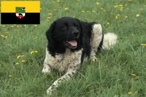 Read more about the article Frisisk vandhundeopdrætter og hvalpe i Sachsen-Anhalt