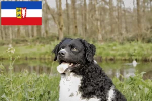 Read more about the article Frisian Water Dog opdrættere og hvalpe i Schleswig-Holstein