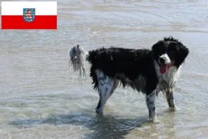 Read more about the article Frisisk vandhund opdrættere og hvalpe i Thüringen