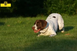 Read more about the article Gammel Dansk Spidshund opdrættere og hvalpe i Baden-Württemberg