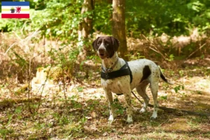 Read more about the article Altdänischer Vorstehhund opdrættere og hvalpe i Mecklenburg-Vorpommern