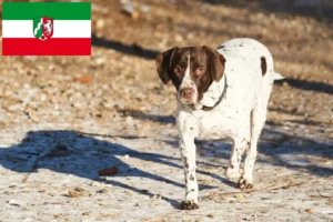 Read more about the article Gammel Dansk Spidshund opdrættere og hvalpe i Nordrhein-Westfalen
