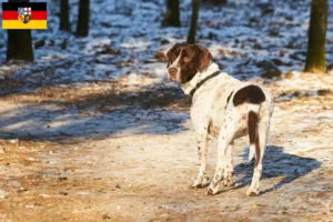 Read more about the article Altdänischer Vorstehhund opdrættere og hvalpe i Saarland