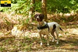 Read more about the article Altdänischer Vorstehhund opdrættere og hvalpe i Sachsen-Anhalt