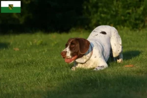 Read more about the article Gammel Dansk Spidshund opdrættere og hvalpe i Sachsen