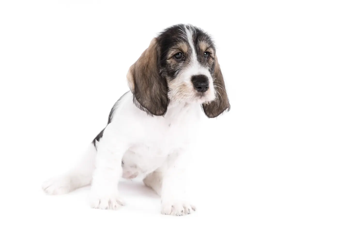 At købe en Grand Basset Griffon Vendéen-hvalp betyder at tage ansvar! Køb Grand Basset Griffon Vendéen hvalpe.
