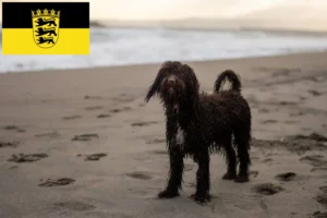 Read more about the article Irish Water Spaniel opdrættere og hvalpe i Baden-Württemberg