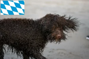 Read more about the article Irish Water Spaniel opdrættere og hvalpe i Bayern