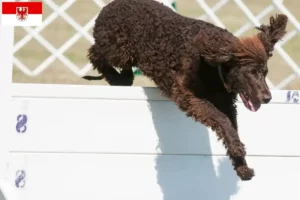 Read more about the article Irish Water Spaniel opdrættere og hvalpe i Brandenburg