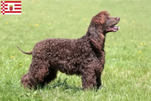 Read more about the article Irish Water Spaniel opdrættere og hvalpe i Bremen