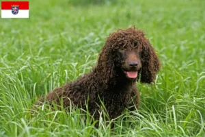 Read more about the article Irish Water Spaniel opdrættere og hvalpe i Hessen
