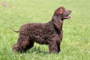 Read more about the article Irish Water Spaniel opdrættere og hvalpe i Hovedstaden