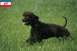 Read more about the article Irish Water Spaniel opdrættere og hvalpe i Mecklenburg-Vorpommern