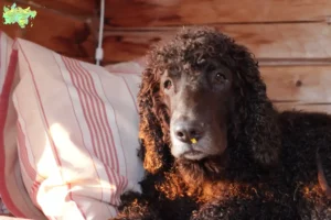 Read more about the article Irish Water Spaniel opdrættere og hvalpe i Midtjylland