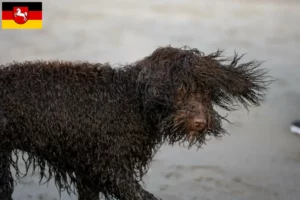 Read more about the article Irish Water Spaniel opdrættere og hvalpe i Niedersachsen