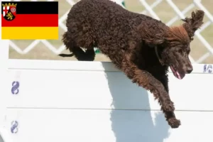 Read more about the article Irish Water Spaniel opdrættere og hvalpe i Rheinland-Pfalz