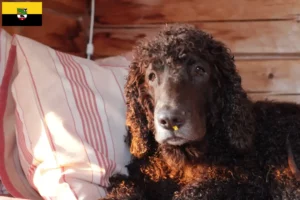 Read more about the article Irish Water Spaniel opdrættere og hvalpe i Sachsen-Anhalt