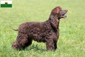 Read more about the article Irish Water Spaniel opdrættere og hvalpe i Sachsen